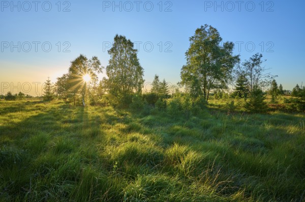 Sunlight breaks through a grove of trees and illuminates a wide, grassy landscape in the early morning light, High Fens, Eifel, Liège, Belgium