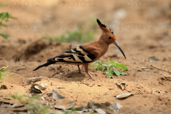 African hoopoe (Upupa africana), adult, alert, on the ground, foraging, Kruger, Kruger National Park, South Africa
