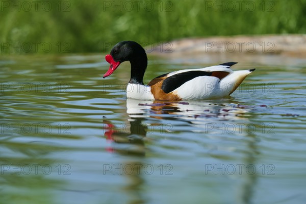 Shelduck (Tadorna tadorna), enjoys the water with a calm appearance, France