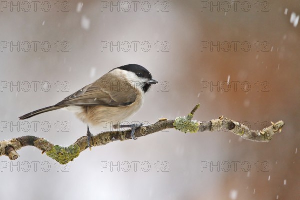Marsh Tit (Poecile palustris), Utrecht, Netherlands