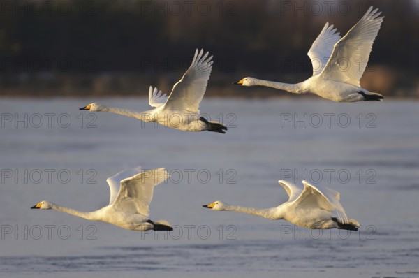 Whooper Swan (Cygnus cygnus) flying, Lower Saxony, Germany