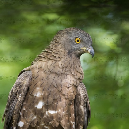 European Honey Buzzard (Pernis apivorus), Subotica, Serbia