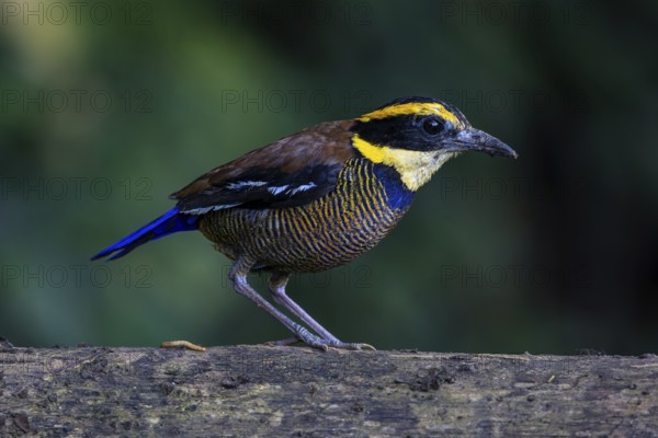 Javan Banded Pitta (Hydrornis guajanus) male, Bali, Indonesia