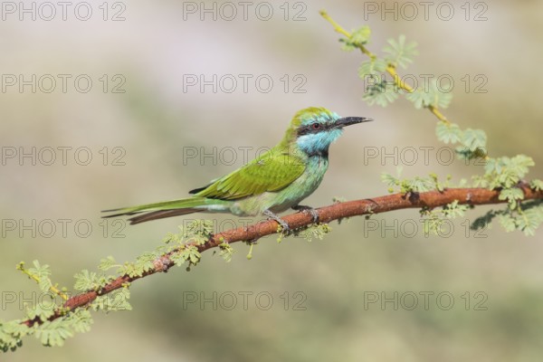 Green Bee-eater (Merops orientalis), Eilat, Israel