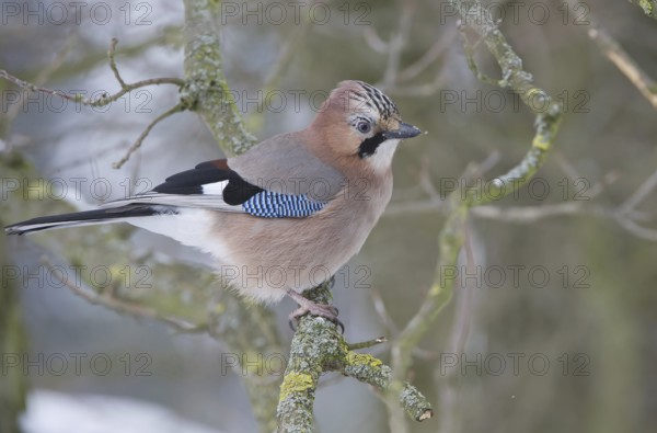 Eurasian Jay (Garrulus glandarius), Saxony, Germany