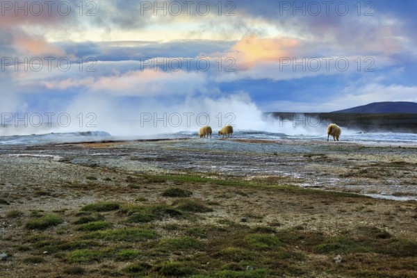 Free-range sheep grazing, sulphur vapour, evening sky, Hveravellir geothermal area, Icelandic highlands, Suðurland, Sudurland, Iceland