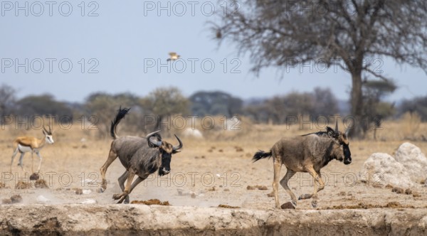 Blue wildebeest (Connochaetes taurinus), two animals running, Nxai Pan National Park, Botswana