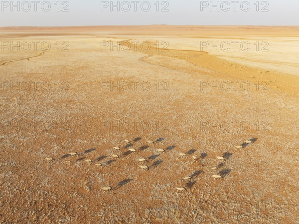Gemsbok (Oryx gazella). Roaming an arid plain at the edge of the Namib Desert. Aerial view. Drone shot. Namibia