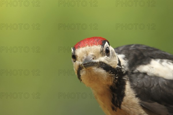 Great Spotted Woodpecker (Dendrocopos major) juvenile, Lower Saxony, Germany