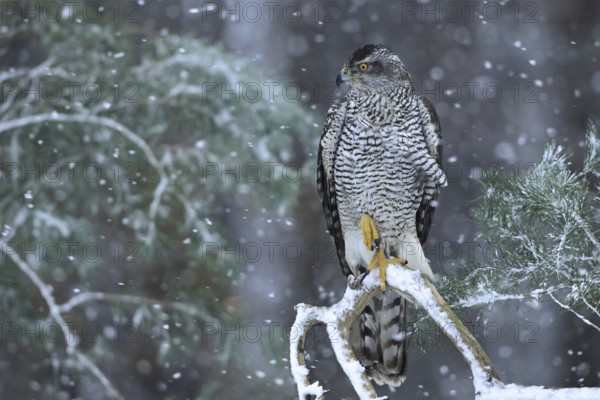 Northern Goshawk (Accipiter gentilis) female, Baden-Wuerttemberg, Germany