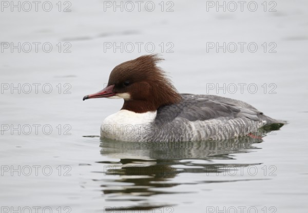 Common Merganser (Mergus merganser) female, Mecklenburg-Western Pomerania, Germany