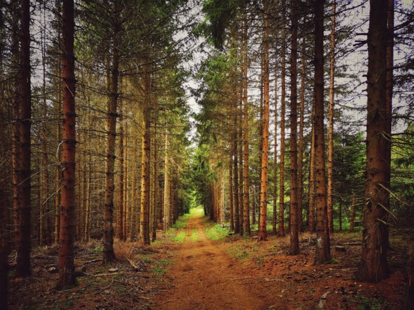 A serene pathway meanders through a dense forest, surrounded by tall trees. Sunlight filters through the branches, highlighting the rich earthy tones of the ground. France