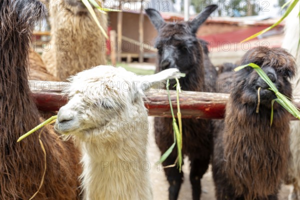 Alpaca and Llama Farm, near Cusco, Peru