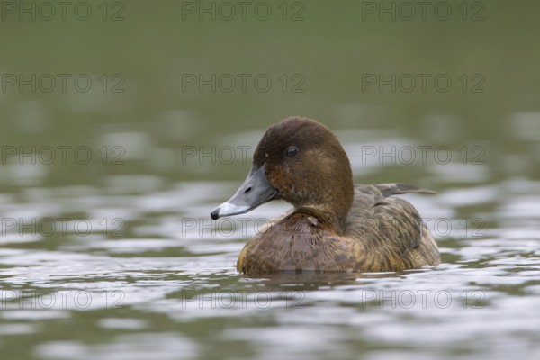 Hardhead (Aythya australis) female, Victoria, Australia