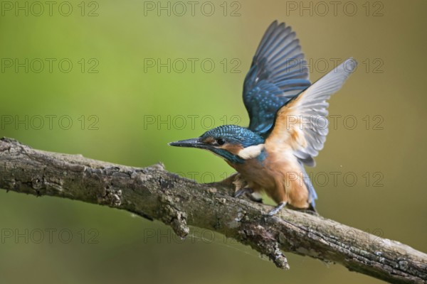 Impatiently begging... Kingfisher (Alcedo atthis), just fledged young bird begs insistently for food, flaps its wings, wants to be fed, young kingfishers have to become independent very quickly, as adult birds breed several times, Lower Rhine, North Rhine-Westphalia, Germany, Western Europe