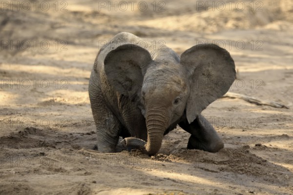 African elephant (Loxodonta africana), young animal, digging, drinking, searching for water, dried up riverbed, Kruger, Kruger National Park, South Africa