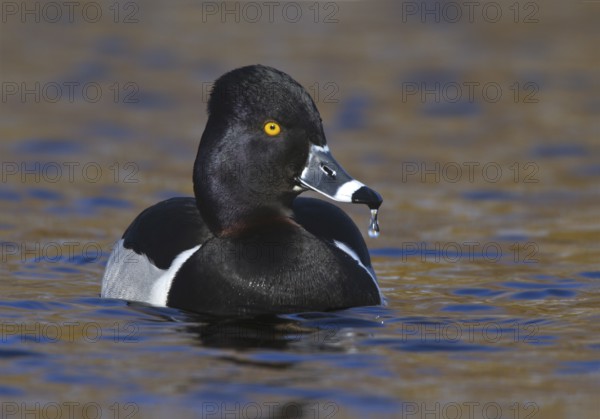 Ring-necked Duck (Aythya collaris) male, British Columbia, Canada