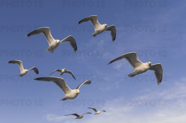 European Herring Gull (Larus argentatus) flying, Nord-Trondelag, Norway