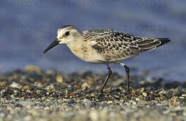 Sanderling (Calidris alba), British Columbia, Canada