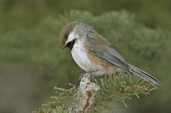 Boreal Chickadee (Poecile hudsonicus), Saskatchewan, Canada