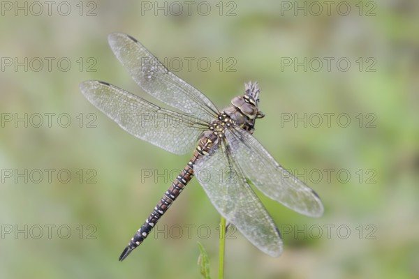 Autumn mosaic damselfly (Aeshna mixta), female, North Rhine-Westphalia, Germany