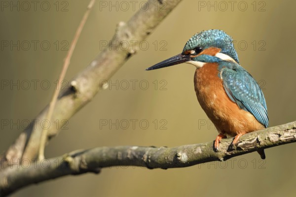 In the fork of a branch... Kingfisher (Alcedo atthis) in the most beautiful light on a natural perch, male adult bird in late winter, early spring, Lower Rhine, North Rhine-Westphalia, Germany, Western Europe