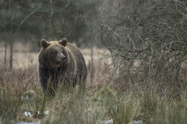 European brown bear (Ursus arctos) walks through open, wet, partly swampy terrain in winter, obviously has a scent in its nose, native nature, Central Europe