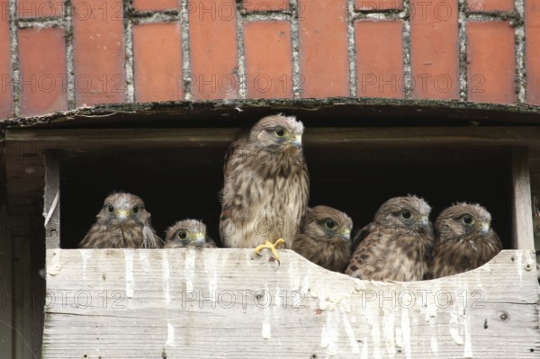 Common Kestrel (Falco tinnunculus) juvenile, Lower Saxony, Germany