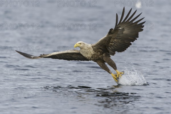 White-tailed Eagle (Haliaeetus albicilla) flying, Nord-Trondelag, Norway