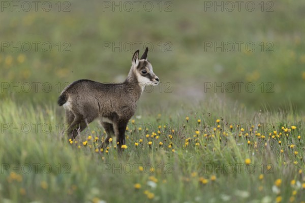 Chamois (Rupicapra rupicapra), young chamois, young fawn, sweet chamois fawn stands in early summer in a flower meadow, flowering meadow, spring meadow, mountain meadow, looks out, very natural picture, appealing environment, early summer in the mountains, series animal children, native nature, Alps, Bavaria, Bavarian Alps, Berchtesgardener Land, Germany, Western Europe