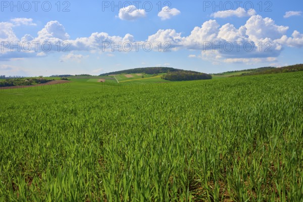 Green grain field under a blue sky with white clouds, surrounded by hills and nature, Karsbach, Main Spessart Kreis, Bavaria, Germany