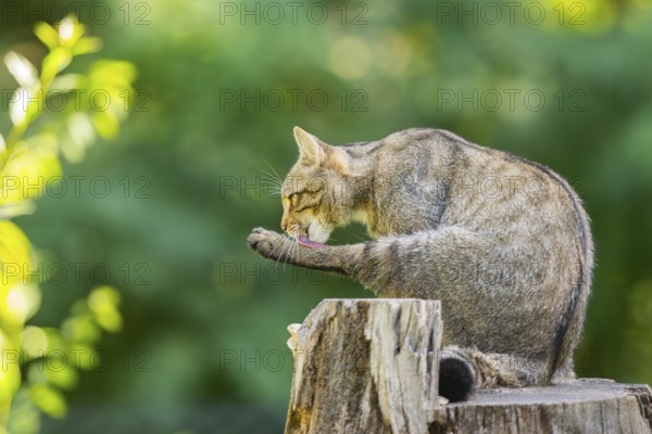 European wildcat (Felis silvestris silvestris) on an old tree trunk, Hesse, Germany