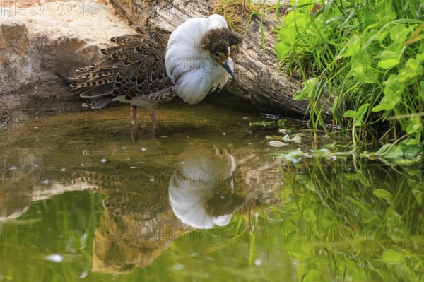 A bird stands by the water with its reflection and surrounded by green vegetation, ruff (Calidris pugnax, syn.: Philomachus pugnax), courtship display, France
