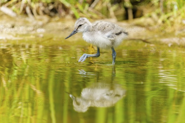 Young bird walking through the water, its reflection visible between aquatic plants, Avocet, (Recurvirostra avosetta), France