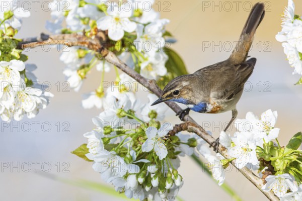 Bluethroat (Luscinia svecica cyanecula) ml Germany