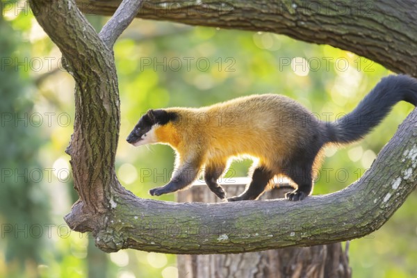 Yellow-throated marten (Martes flavigula) on a tree in autumn, Germany