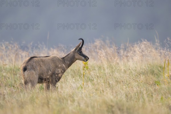 Chamois (Rupicapra rupicapra) on a meadow in the Vosges Mountains, wildlife, France
