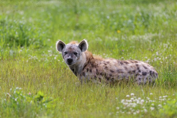 An adult male spotted hyena (Crocuta crocuta) lying in a green meadow, observing something. Southern part of Africa