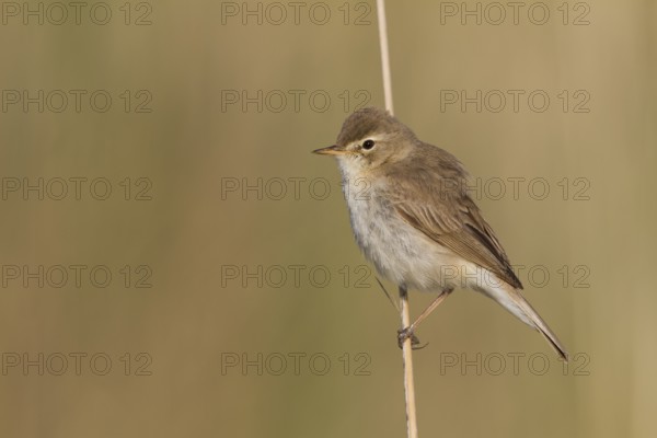 Booted Warbler - Buschspötter - Iduna caligata, Kazakhstan