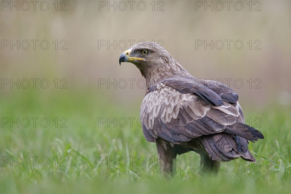 Lesser Spotted Eagle (Clanga pomarina) on grassland, Poland
