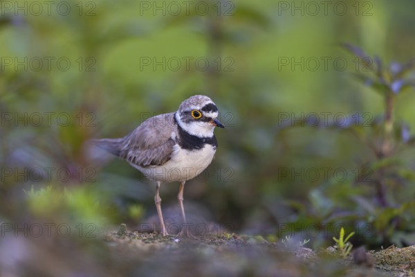 Little Ringed Plover (Charadrius dubius), North Rhine-Westphalia, Germany