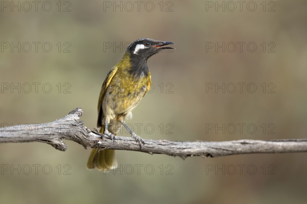 White-eared Honeyeater (Nesoptilotis leucotis) perched on a branch, Victoria, Australia