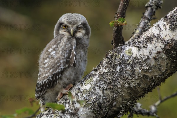 Northern Hawk-Owl (Surnia ulula) juvenile perched on an old branch, Dalarna, Sweden