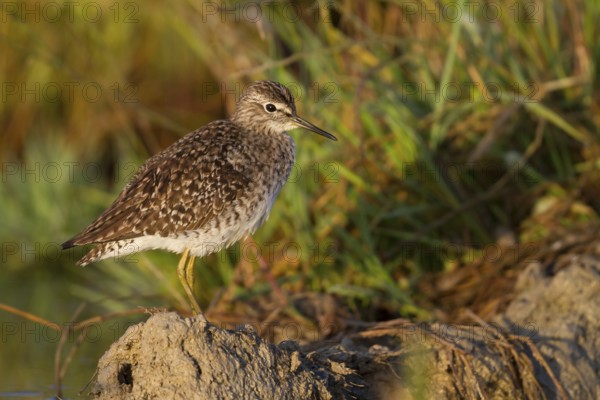 Wood Sandpiper (Tringa glareola), Cyprus