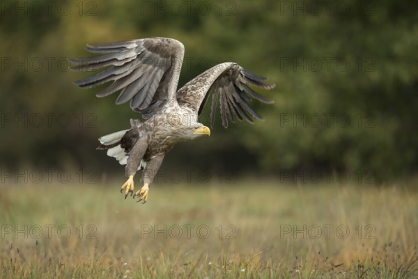 White-tailed Eagle (Haliaeetus albicilla) flying, Poland