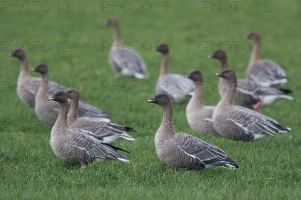 Pink-footed Goose (Anser brachyrhynchus) group resting, Netherlands