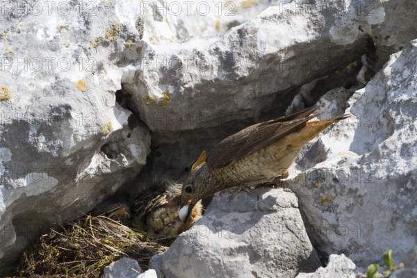 Common Rock Thrush (Monticola saxatilis) female cleaning fecal sac out of nest, Primorje, Croatia