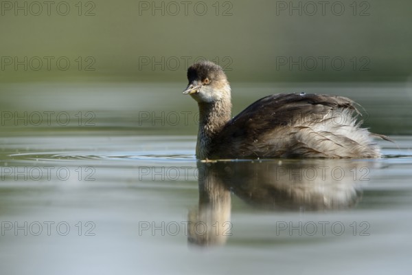 Black-necked Grebe (Podiceps nigricollis) juvenile, North Rhine-Westphalia, Germany