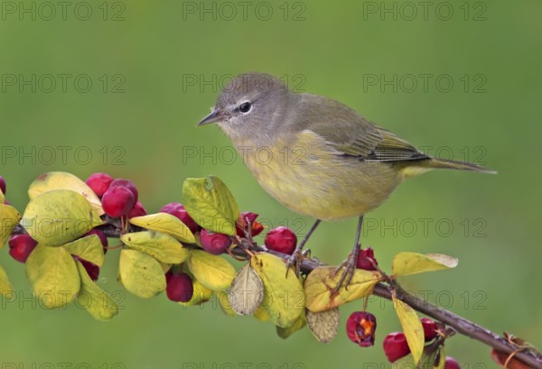 Orange-crowned Warbler (Leiothlypis celata), Saskatchewan, Canada