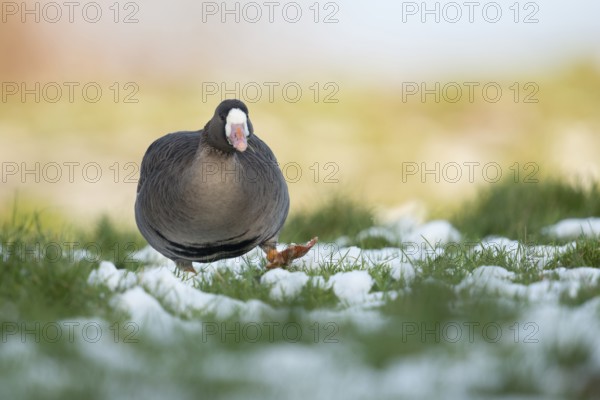 Greater White-fronted Goose (Anser albifrons) on snowy field, North Rhine-Westphalia, Germany